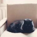 Yeshe in her chair. Morning Meditation: Even a cat has sati [mindfulness]. When it sees a mouse, sati is there. The cat's eyes stare fixedly at the mouse. This is sati of a cat. Ajahn Chah
