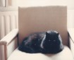 Yeshe in her chair. Morning Meditation: Even a cat has sati [mindfulness]. When it sees a mouse, sati is there. The cat's eyes stare fixedly at the mouse. This is sati of a cat. Ajahn Chah