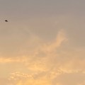 Yellow sky over Totnes. Morning Meditation: All the dusts are entirely yours; all the dharmas are not someone else's. Follow the current and paddle along, naturally unobstructed! Hongzhi Zhengjue