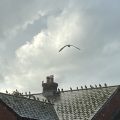Pigeons line up behind a seagull. Let's have discussion on Buddhism. As for those whose point of view differs from ours, let us treat them politely and make them happy.