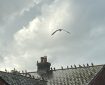 Pigeons line up behind a seagull. Let's have discussion on Buddhism. As for those whose point of view differs from ours, let us treat them politely and make them happy.