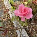 A late pink rose. Morning Meditation: Beware of making real what is not. Layman P’ang