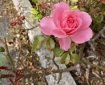 A late pink rose. Morning Meditation: Beware of making real what is not. Layman P’ang