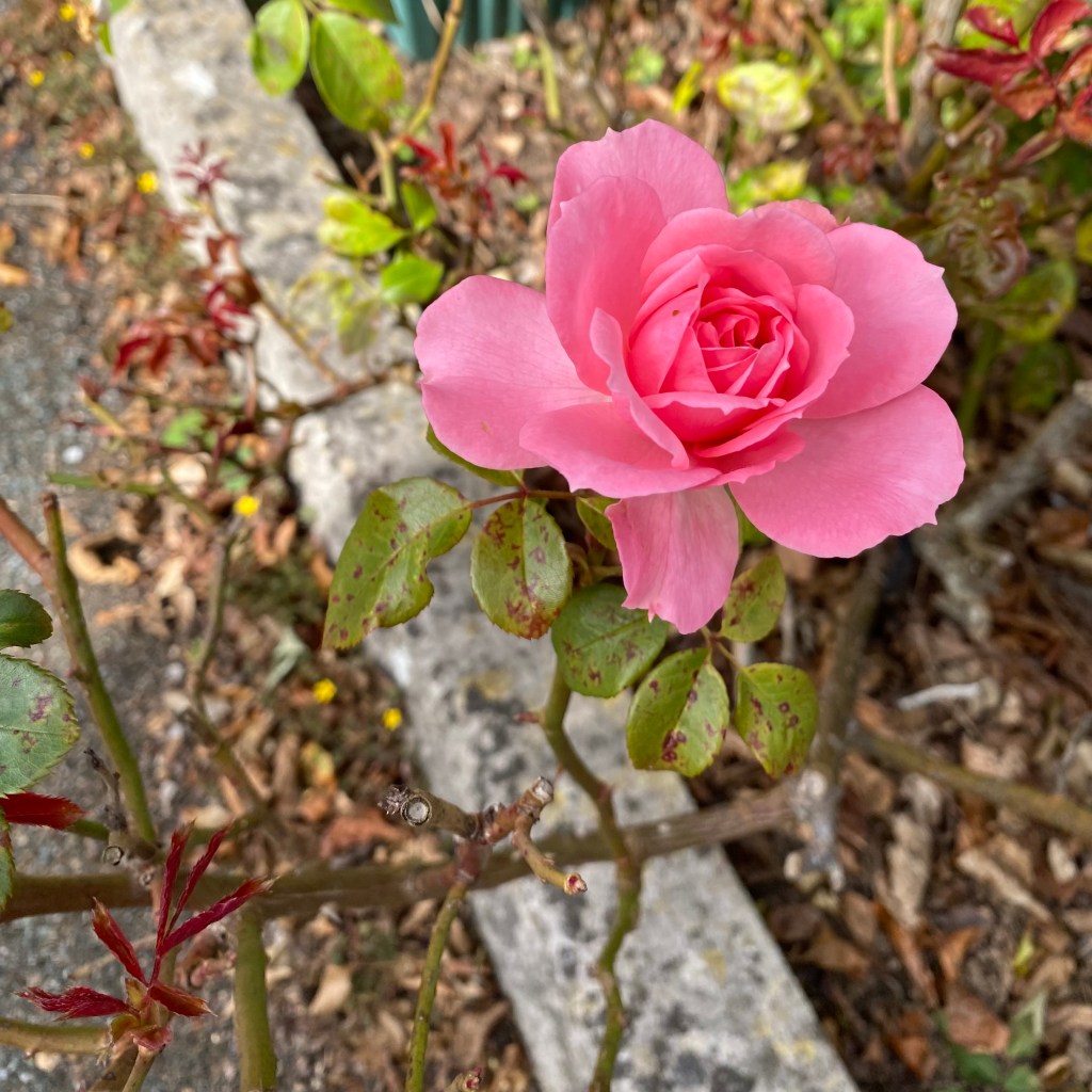 A late pink rose.
