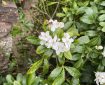Mexican Orange Blossom. Morning Meditation: The Buddha’s path is one that must be lived. As we live it, our practice becomes the vessel that carries us forward, and with each moment of awareness, we touch upon the truth the Buddha himself encountered under the Bodhi tree.