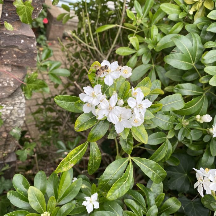 Mexican Orange Blossom. Morning Meditation: The Buddha’s path is one that must be lived. As we live it, our practice becomes the vessel that carries us forward, and with each moment of awareness, we touch upon the truth the Buddha himself encountered under the Bodhi tree.
