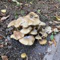 Fungi. Morning Meditation: Everything exists, this is one extreme; nothing exists, this is the other extreme. Avoiding both the Tathagata teaches the middle way. Samyutta Nikaya