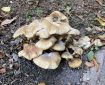 Fungi. Morning Meditation: Everything exists, this is one extreme; nothing exists, this is the other extreme. Avoiding both the Tathagata teaches the middle way. Samyutta Nikaya