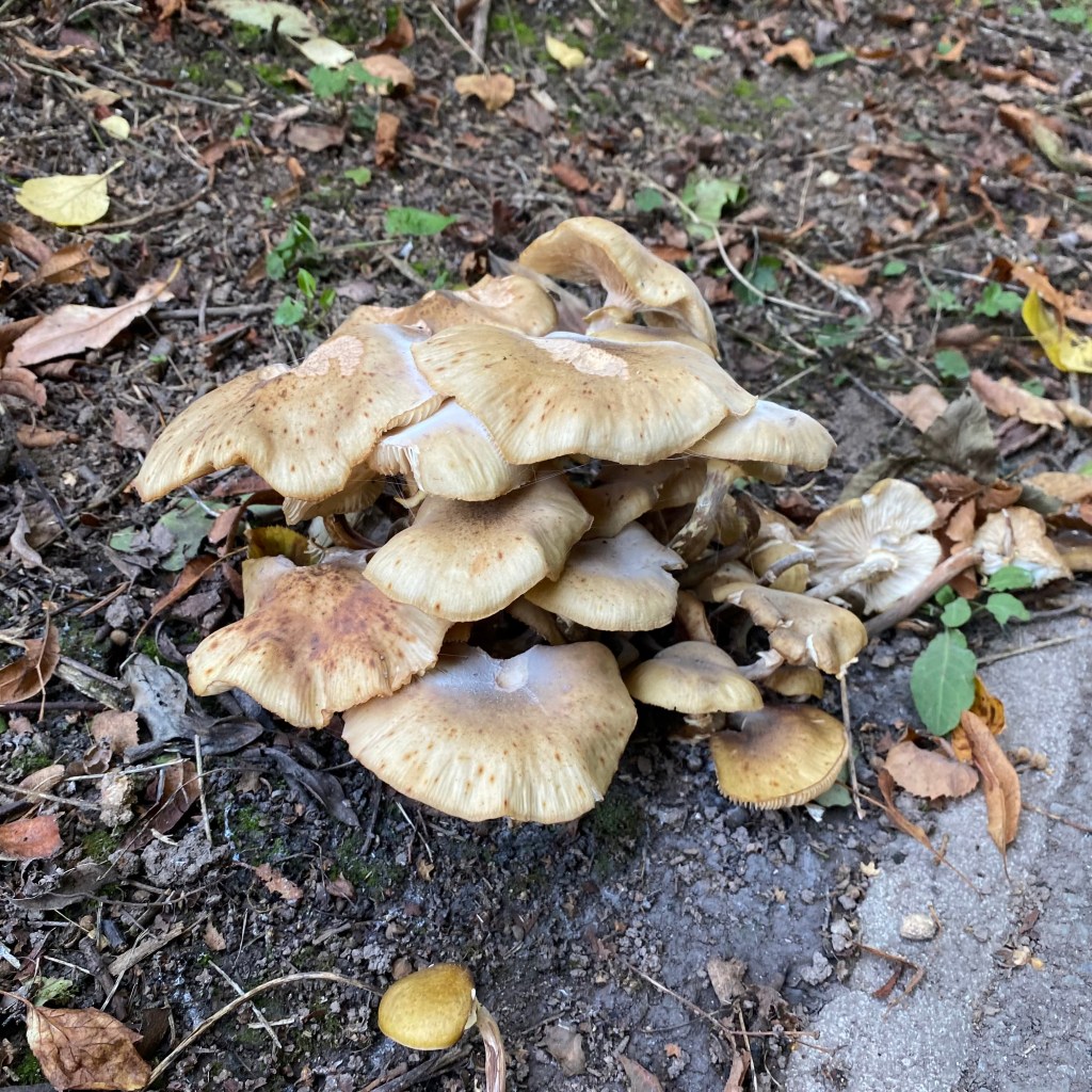Fungi.