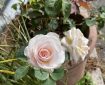 A soft pink rose. This Middle Way forms the bedrock of the Buddha’s teaching, urging us to live in harmony with the world, avoiding excess and deprivation alike. It is a path of moderation, rooted in insight, and leads to the cessation of suffering.