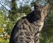 A cat on top of a shed. Morning Meditation: Pause throughout the day to check in with yourself. Notice when you’re caught up in thought or emotional reactivity. The more you do this, the more intuitive it becomes.