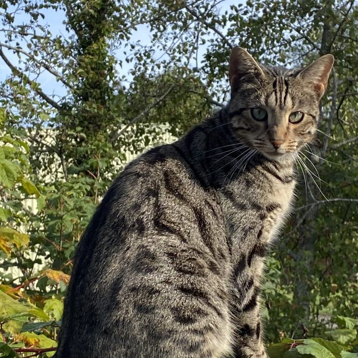 A cat on top of a shed. Morning Meditation: Pause throughout the day to check in with yourself. Notice when you’re caught up in thought or emotional reactivity. The more you do this, the more intuitive it becomes.