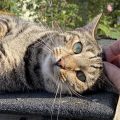 Cat on a hot shed roof. Morning Meditation: In the Zen tradition the Buddha realised awakening after seeing the morning star. Did you see the morning star this morning? Not to worry it shines every morning.