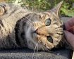 Cat on a hot shed roof. Morning Meditation: In the Zen tradition the Buddha realised awakening after seeing the morning star. Did you see the morning star this morning? Not to worry it shines every morning.