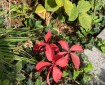 Virginia Creeper. Morning Medi: At the heart of the Buddha’s message is the teaching of the Middle Way—a path that avoids the extremes of indulgence in sensual pleasures on one side and severe asceticism on the other. Before his enlightenment, the Buddha had experienced both ends of this spectrum.