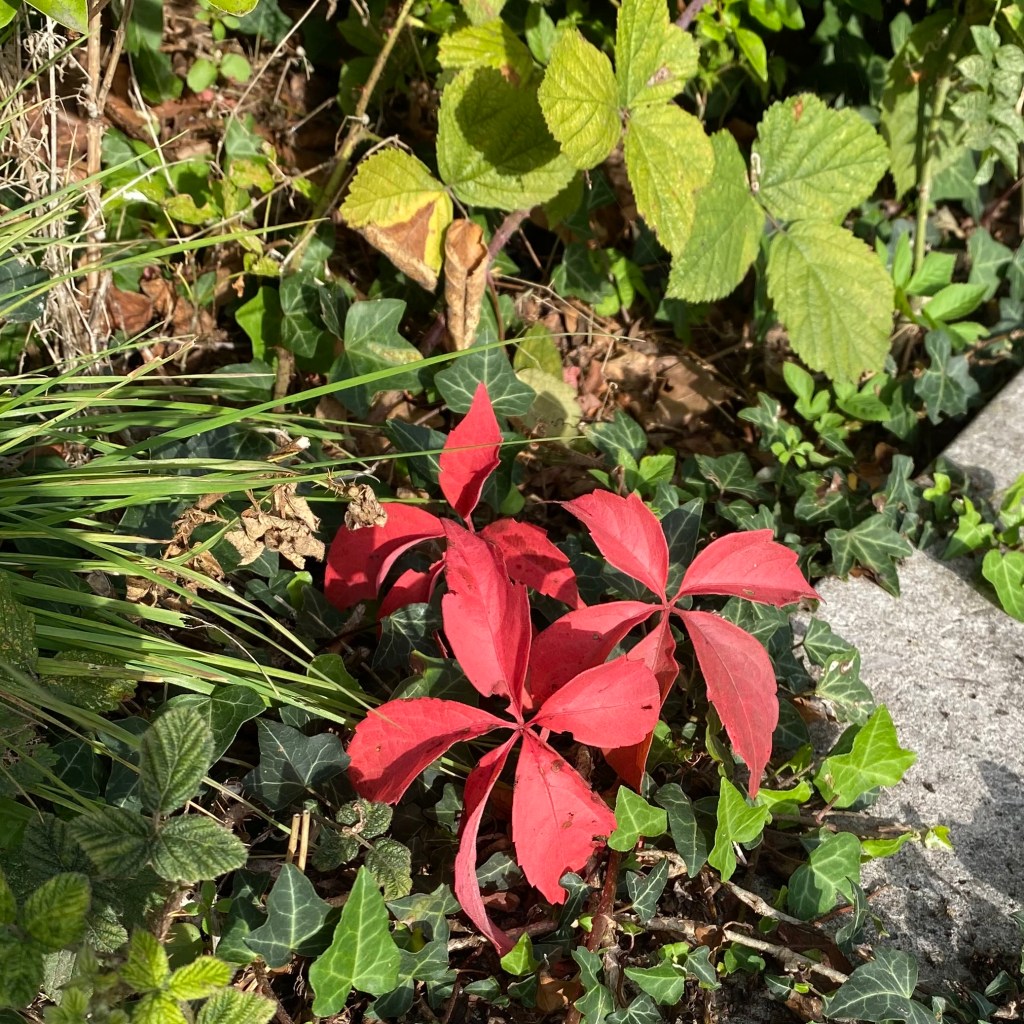 Virginia Creeper.
