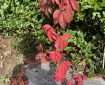 Virginia Creeper. Morning Meditation: What is subject to change is illusion; what can’t be changed is reality. Kusan Sunim
