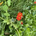 Monks Cress (Nasturtium). Morning Meditation: When there is no self there is nothing that is not self. Zen Master Lida Toin