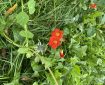 Monks Cress (Nasturtium). Morning Meditation: When there is no self there is nothing that is not self. Zen Master Lida Toin