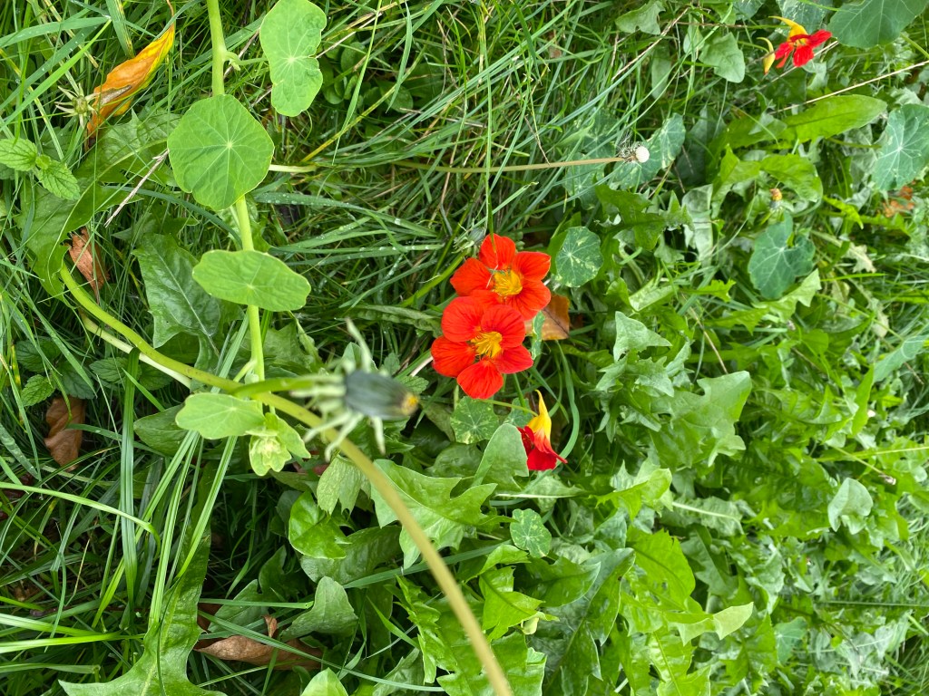 Monks Cress (Nasturtium).