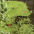 On Totnes Leat a little floating garden of Callitriche palustris, with Virginia creeper leaves adding splashes of autumn red. Morning Meditation: People today are starving for spiritual practice. When they want to hear, even a few words will convey the dharma NO NEED TO SHOUT. Trevor Leggett