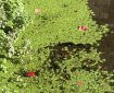 On Totnes Leat a little floating garden of Callitriche palustris, with Virginia creeper leaves adding splashes of autumn red. Morning Meditation: People today are starving for spiritual practice. When they want to hear, even a few words will convey the dharma NO NEED TO SHOUT. Trevor Leggett