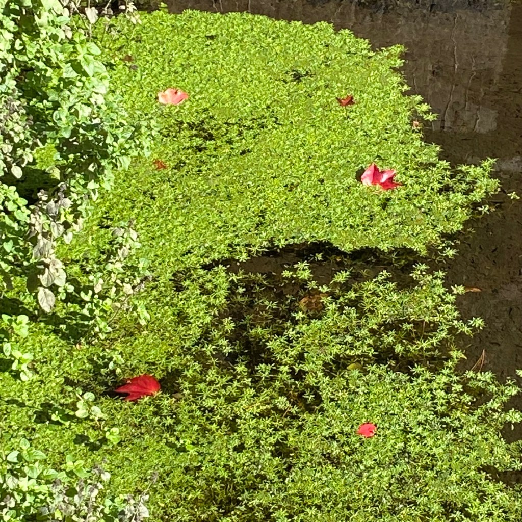 On Totnes Leat a little floating garden of Callitriche palustris, with Virginia creeper leaves adding splashes of autumn red.