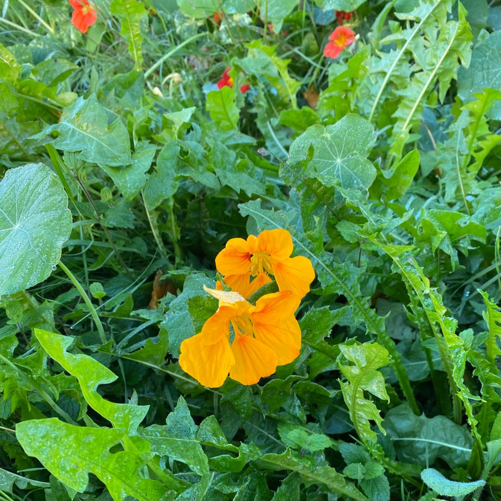 Monks Cress (garden nasturtium).