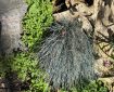 Festuca Glauca between a shining rock, green leaves, and an old tree root. Morning Meditation: We turned our backs (on our Original-nature), so do not advocate searching outside for it. Having fully exposed the precious jewel, we do not know it as precious. Kusan Sunim