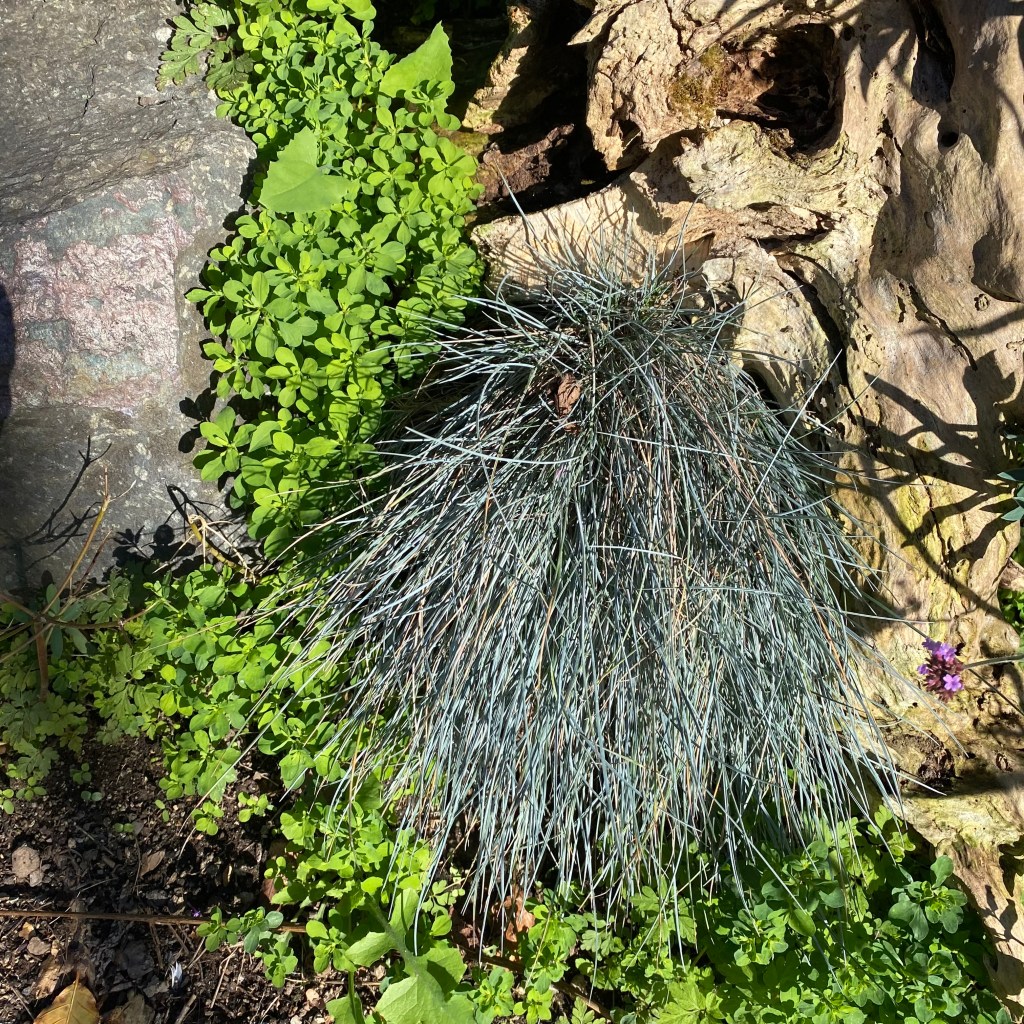Festuca Glauca between a shining rock, green leaves, and an old tree root.