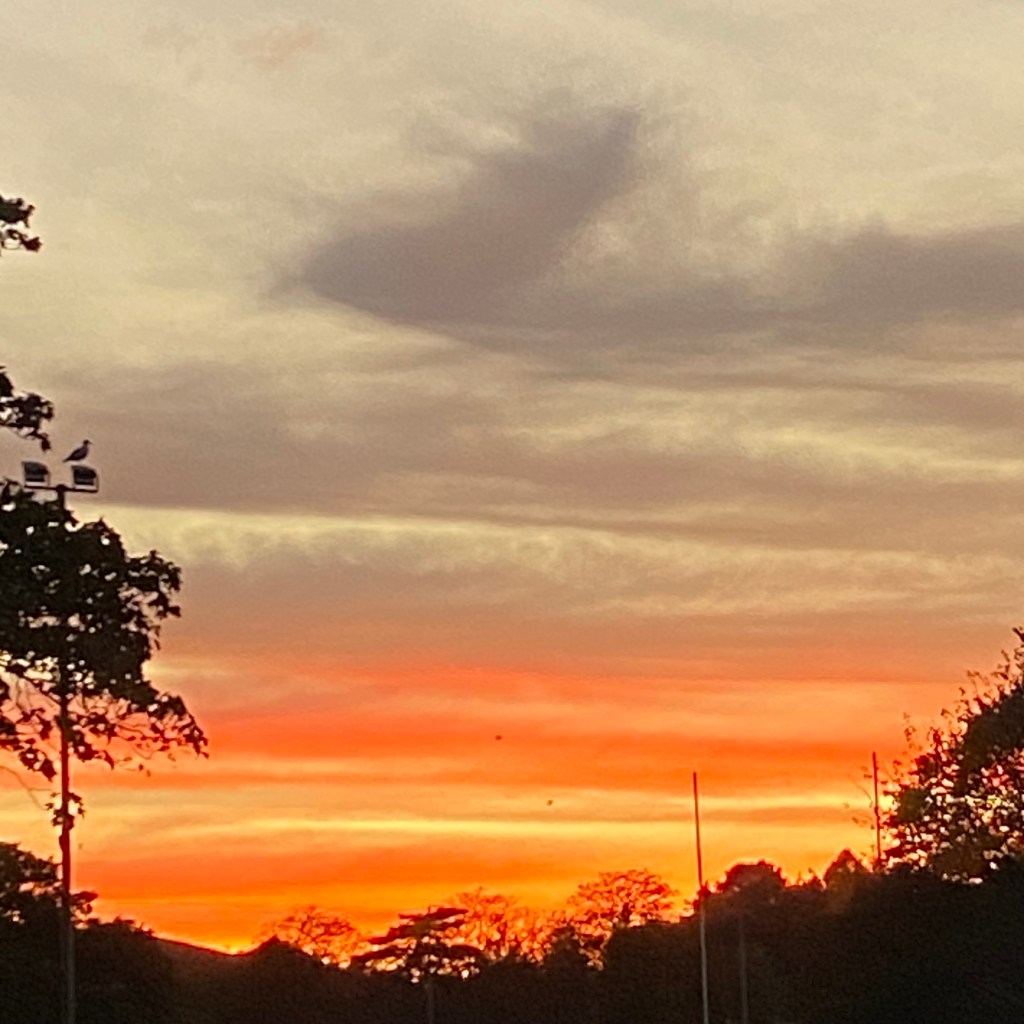 A seagull enjoying the evening sky over Totnes.