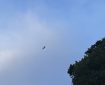 Bird gliding in a blue sky. Morning Meditation: Anicca: not-eternal, impermanent. One of the deepest Buddhist teachings, 'all that arises ceases'. To understand this is liberation.