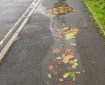 Puddles with Autumn leaves. Morning Meditation: When we sit in zazen, all sorts of thoughts come and go that cannot be labelled delusion, confusion, or satori. Harada Sekkei Roshi